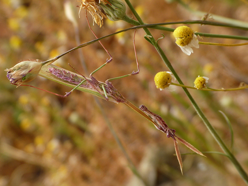 Dalla Grecia: Empusa?  S, Empusa fasciata, maschio